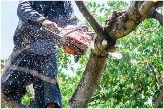 tree services West Point